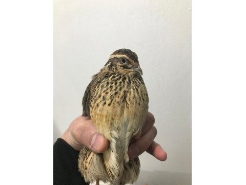 Bıldırcın Yumurta Civciv Ve Anaç