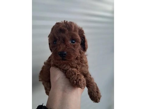 A Kalite Toy Poodle Yavrularımız