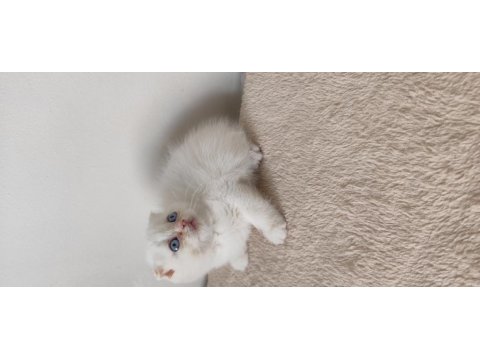 British Shorthair Yavruları