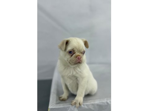 Pink Pug Erkek Yavru