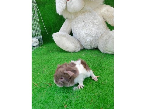 Sevimli Guinea Pig Yavruları