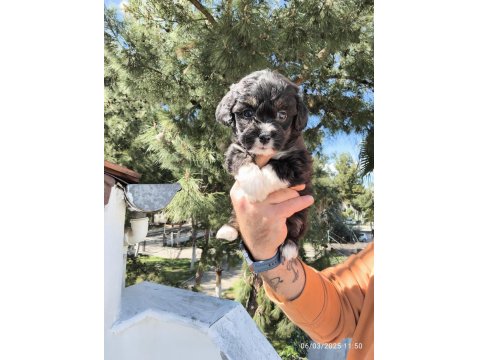 Sevimli Maltipoo Köpekler