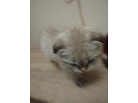 2 Aylık Kedimiz Sütten Kesildi