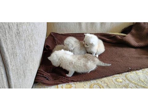 Gerçek Güzelliği Arayanlara Kedi Yavrularımız Rezerveye Açıldı