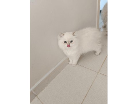 4.5 Aylık Şecereli Safkan Dişi Yavru British Longhair