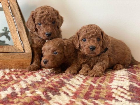 Sağlık Ve Irk Garantili Toy Poodle