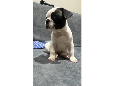 2 Aylık French Bulldog Köpeğimizi Sahiplendirme