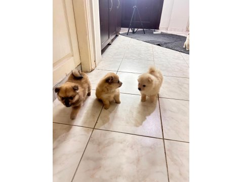 Pomeranian Spitz Yavrular
