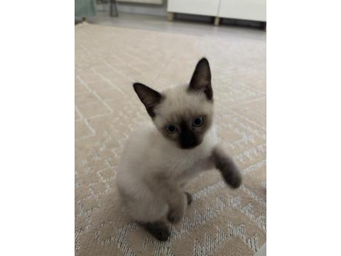 Gözbebeğimiz Siyam Kedisi Yavrumuz