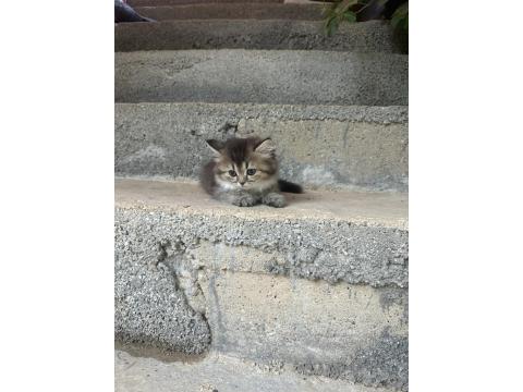 British Longhair 2 Aylık
