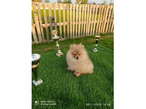 3 Aylık Sevimli Pomeranian Yavrularımız