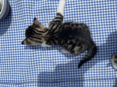 Tatlış Bebek Kedilere Yuva Arıyorum