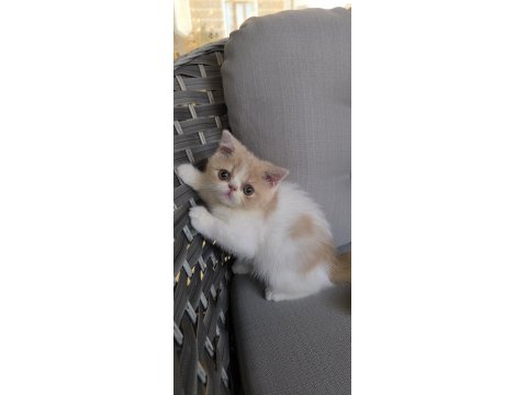 İran Persian 2 Aylık Yavrular