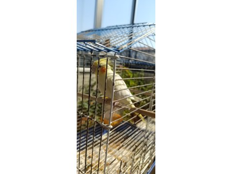 Evcil Erkek Sultan Papağanımız 3 Yaşında