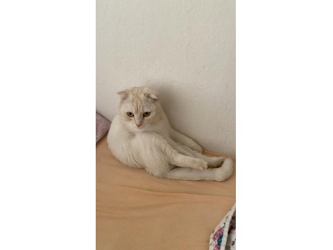 Scottish Fold Oğluma Yuva Arıyorum