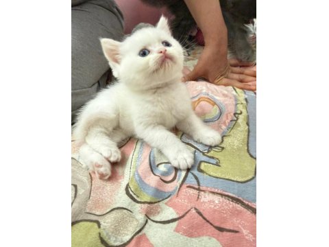 Dişi British Shorthair Tüm Eğitimler Tam