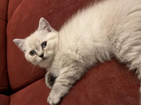 50 Günlük Bluepoint Yavru Kediler