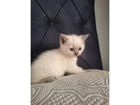 2 Aylık British Shorthair Yavruları