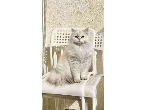 British Longhair Dişi