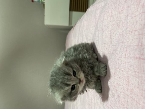 Sahiplerini Bekleyen Scottish Fold Yavrular