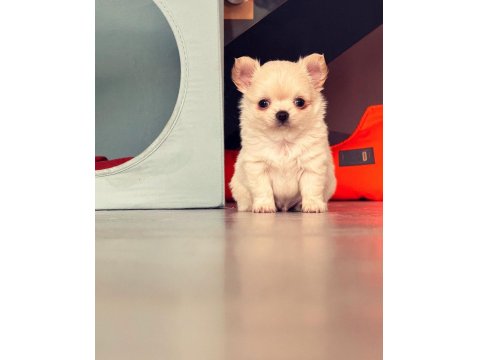2 Aylık Sevimli Ve Eğitimli Chihuahua Yavrular