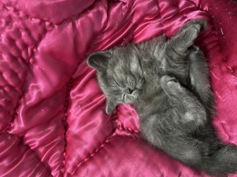 British Shorthair Yavrularımız Yuva Arıyor