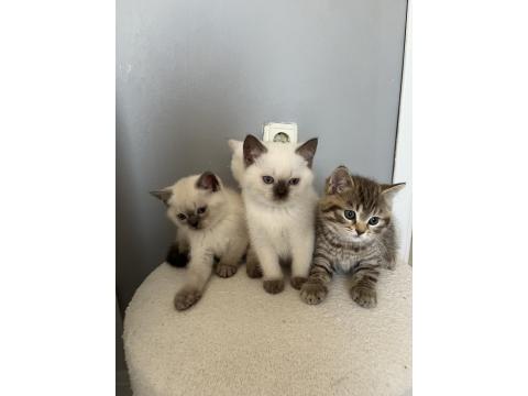 British Shorthair İki Aylık Erkek Ve Dişi