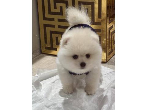6 Aylık Dişi Pomeranian Yavru