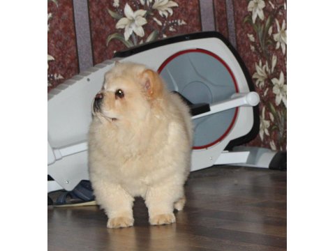 Chow Chow Köpeği Yavrular