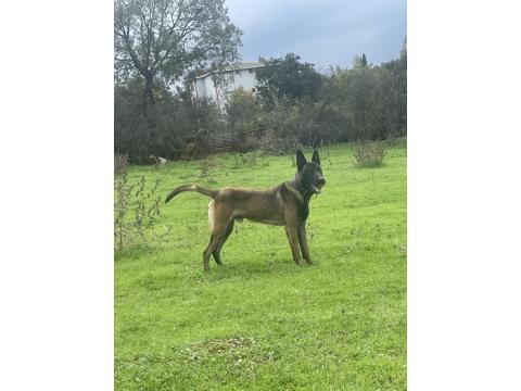 Üst Düzey Belçika Kurdu Yavruları