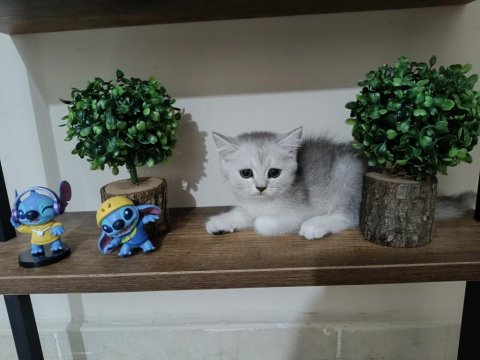 British Shorthair Kedimiz