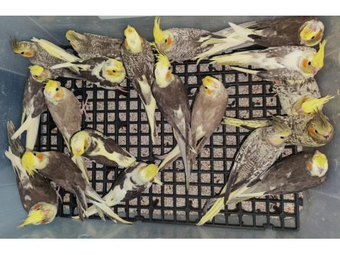 Eğitimli Yavru Sultan Papağanları