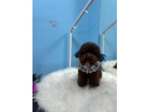 Toy Poodle Yavruları