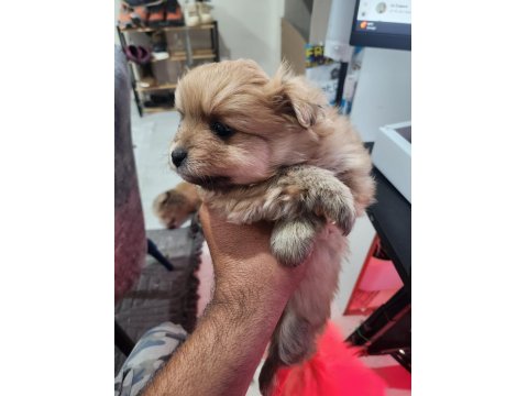 Rezerveye Açık 2 Dişi Köpeğimiz