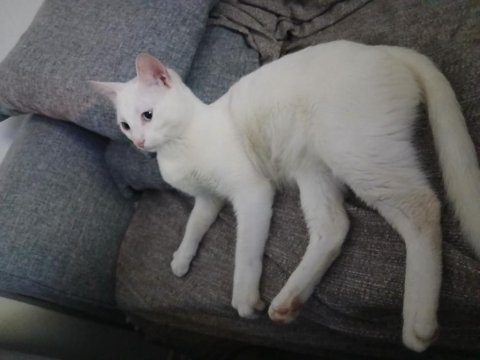 Aşıları Tam 5 Aylık Van Kedisi