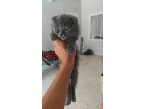 Britsh Longhair Kedilerimiz