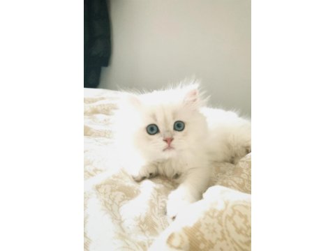 Kusursuz British Longhair 3 Aylık