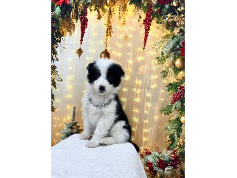 Show Class Border Collie Yavrular