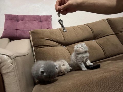 2 Aylık Bebek Kedilerimiz