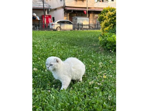 Güzeller Güzeli Bebiş Kediler