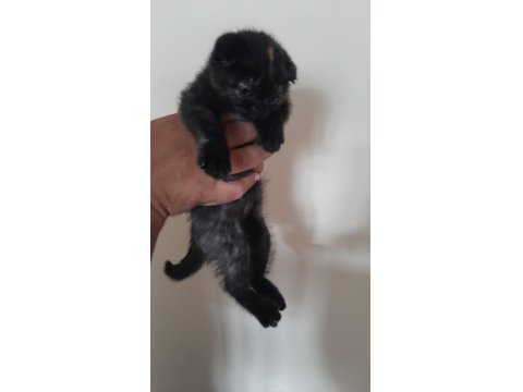 Blue Point Scottish-British Shorthair Yavrular Sahiplendirme