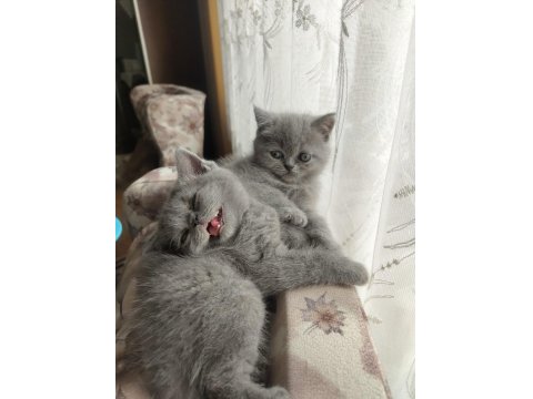 50 Günlük British Kızlarımız