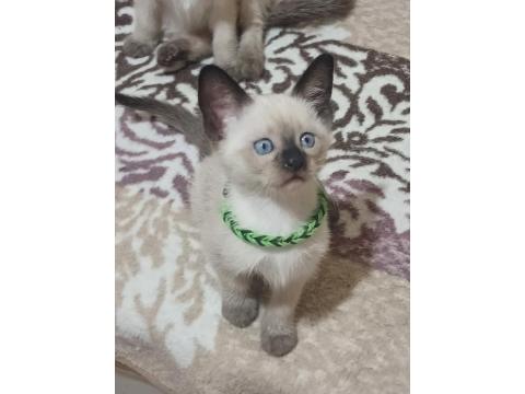 Safkan Siyam Kedisi Yavruları