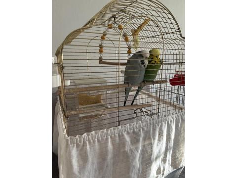 Çift Jumbo Muhabbet Kuşu