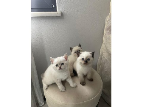 Chocallette Point British Shorthair