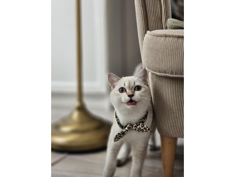 British Shorthair Malzemeleri İle Birlikte