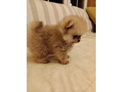 Ömürlük Irk Garantili Pomeranianlar