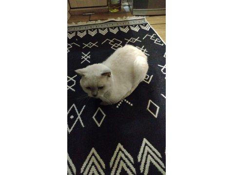 4 Yasında Erkek Kedimiz