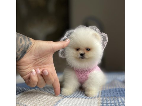 Ayı Surat Pomeranian Boo Köpekler