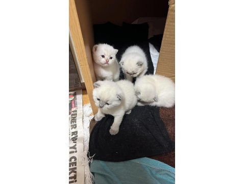 Yavru Kedilerimiz Yeni Yuvalarını Arıyorlar